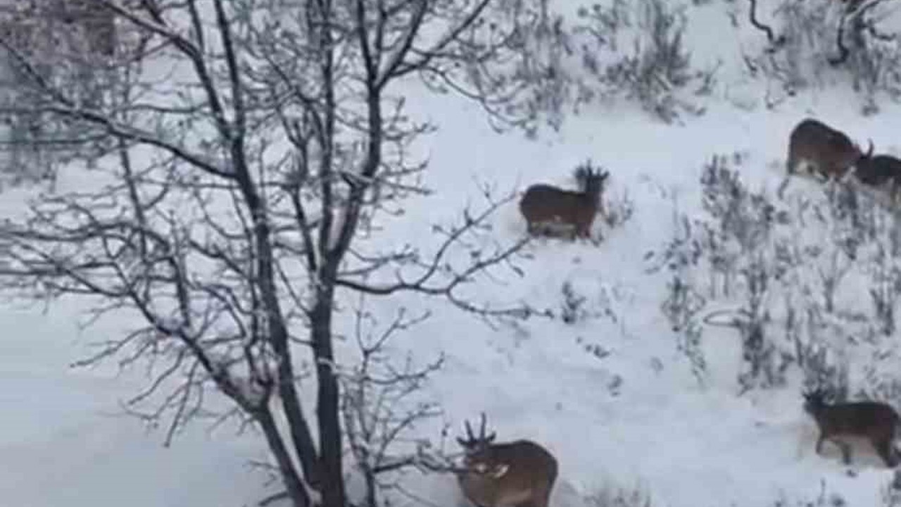 Siirt’te yaban keçileri sürü halinde görüntülendi
