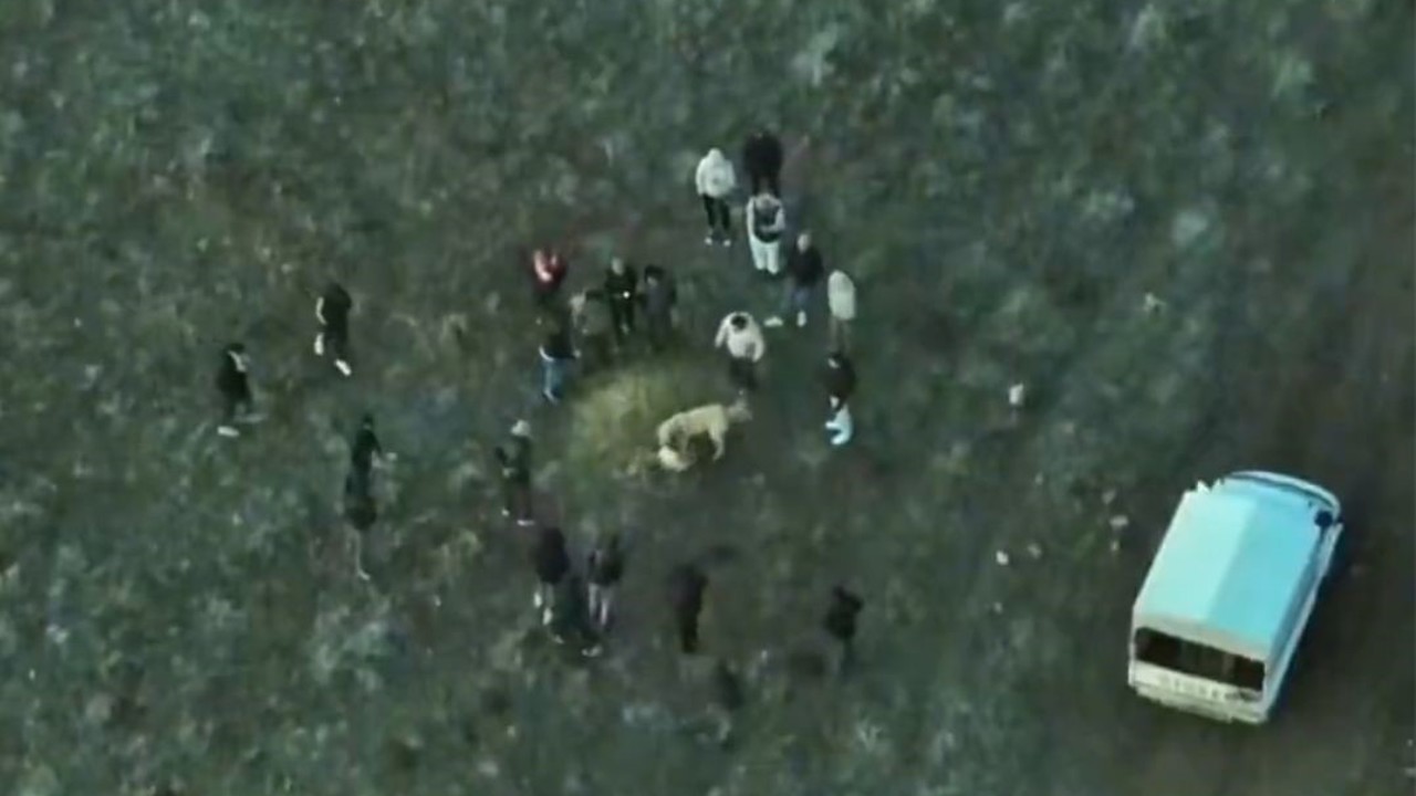 Köpek dövüştüren şahıslara jandarmadan dronlu baskın
