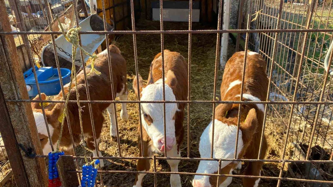 Üçüz buzağılara altınlı tebrik
