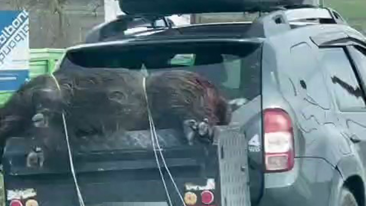 Ölü domuzu aracın arkasında taşıdılar
