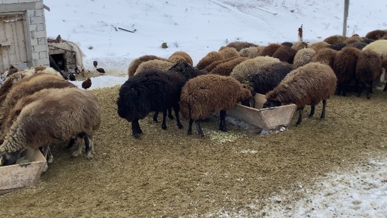 Ağrı’da besicilerin zorlu kış mesaisi
