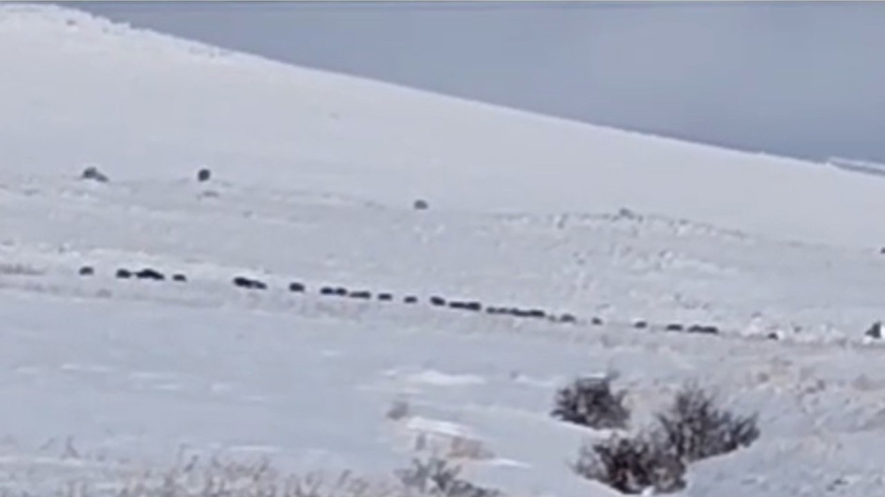 Tatvan kırsalında domuz sürüsü görüntülendi
