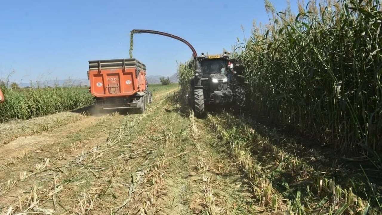 Aydın’da kaba yem üretimi artıyor
