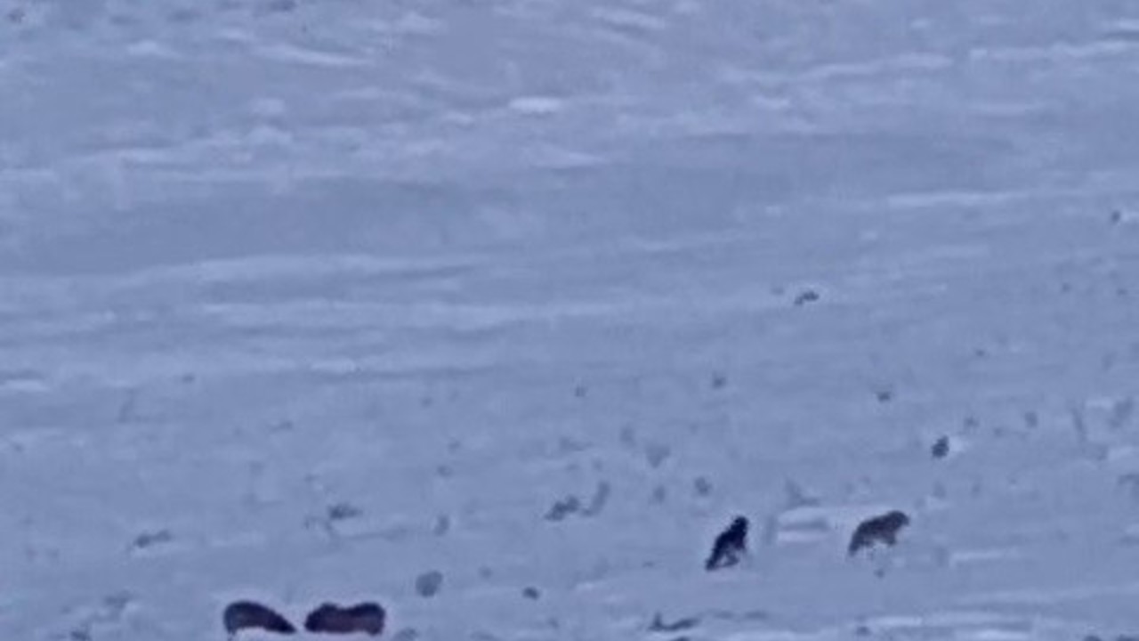 Karayazı’da gündüz vakti kurt saldırısı: Yavru köpek telef oldu
