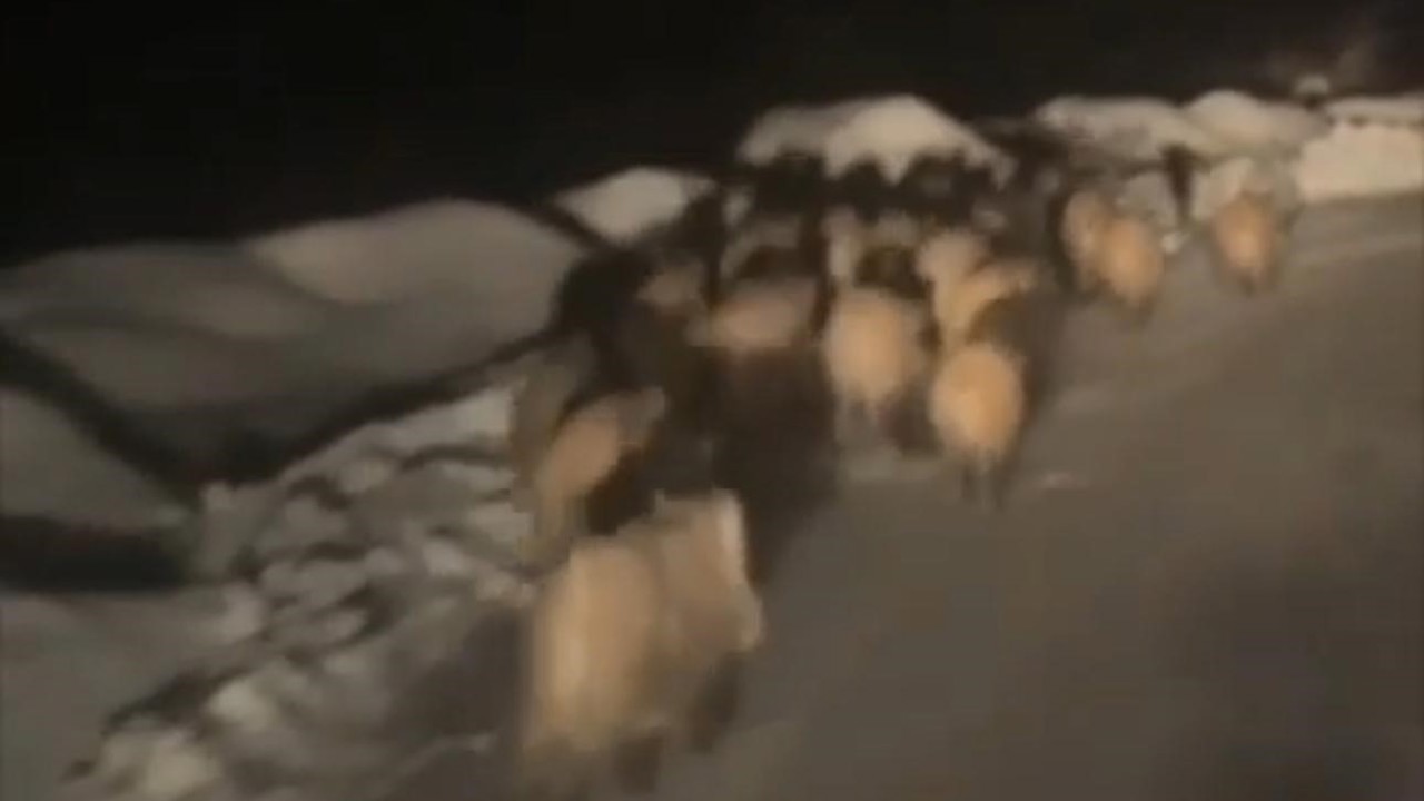 Domuz sürüsü köye indi
