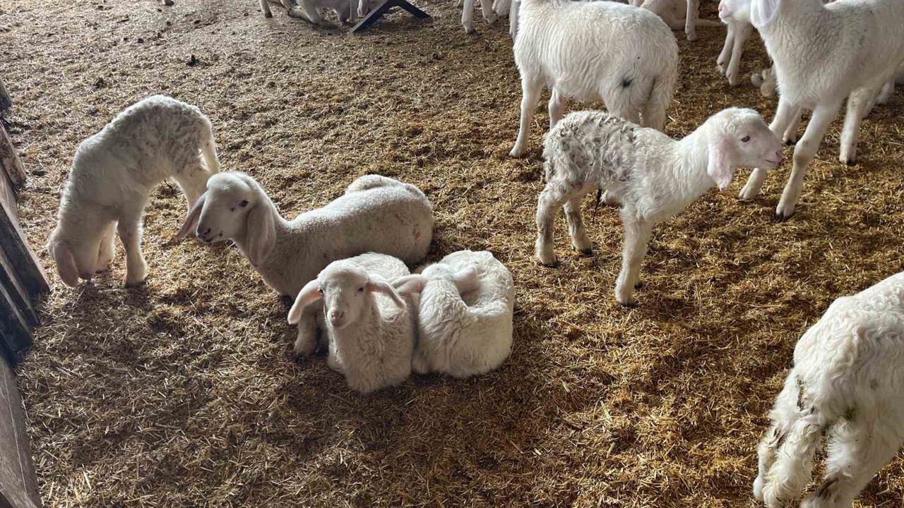 Soğuk havalarda gerçekleşen doğumun ardından üreticilerin yüzü güldü

