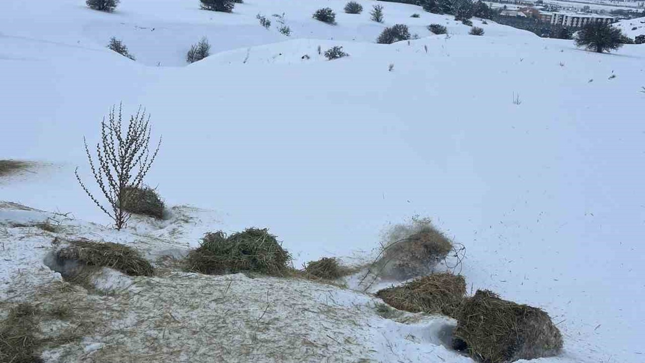 SCÜ, Yabani hayvanlar için doğaya yem bıraktı
