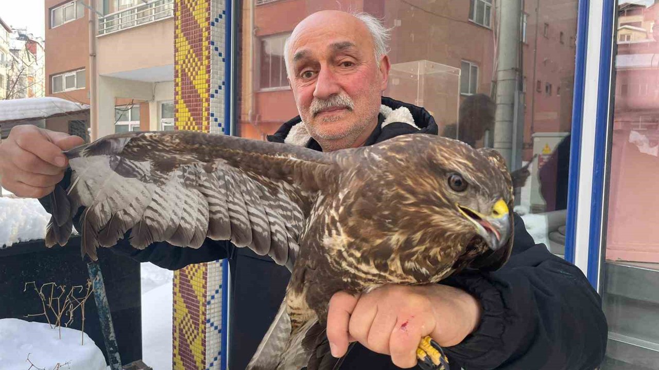 Yaralı boz şahine şefkat eli
