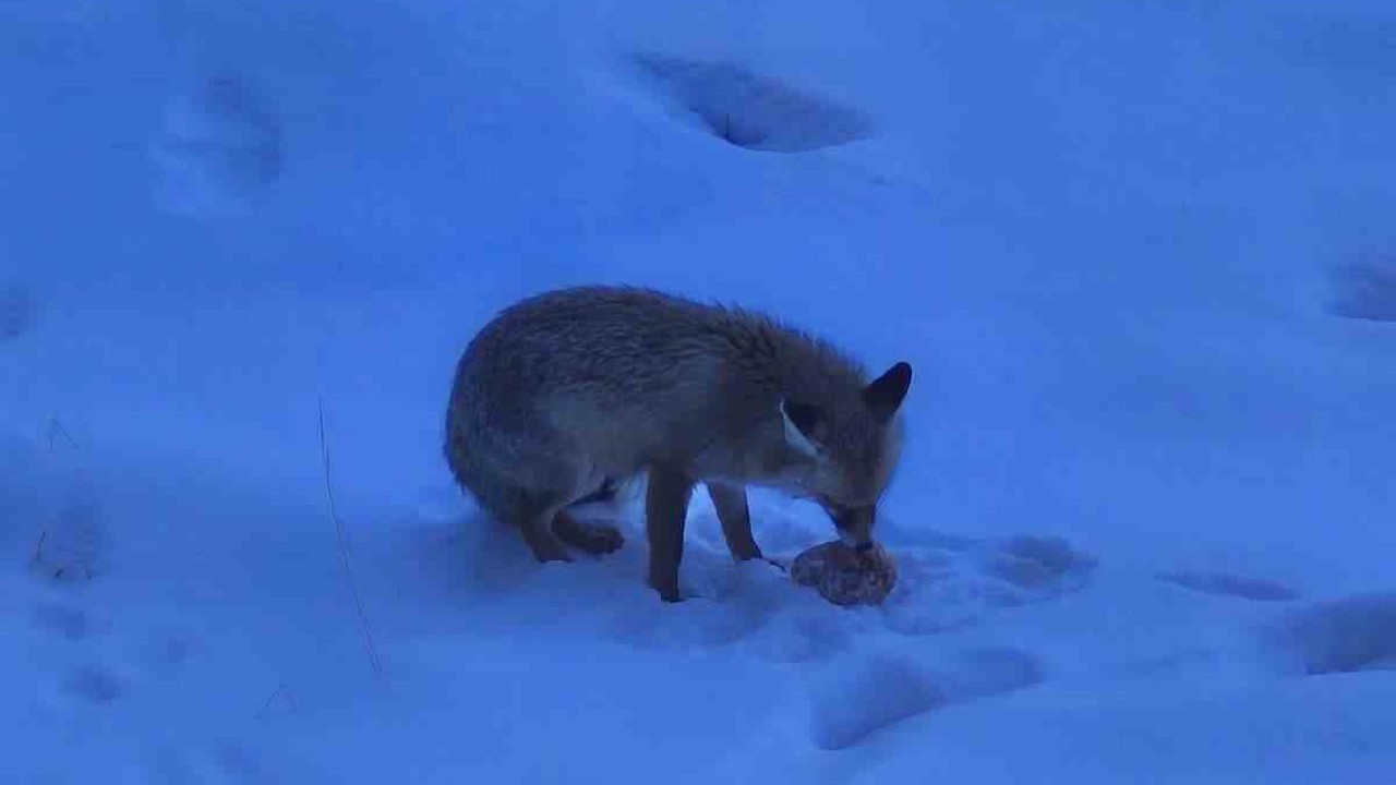 Valilik bahçesindeki davetsiz misafir gülümsetti
