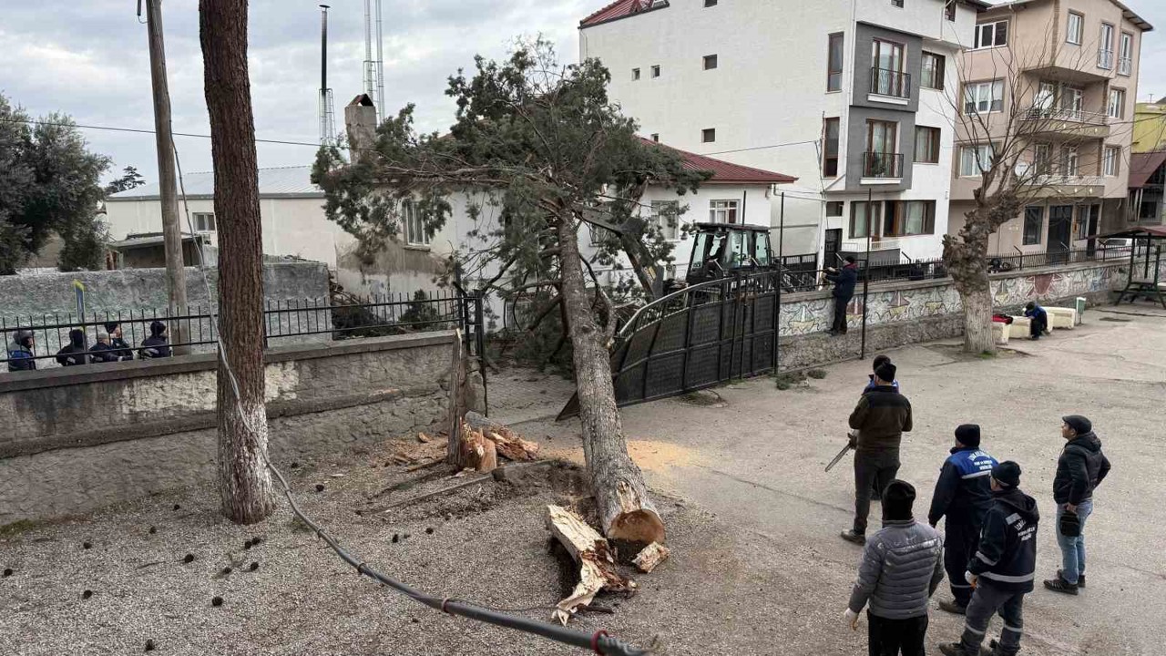 İznik’te okulların tatil olması faciayı önledi..Dev ağaç okul bahçesine devrildi
