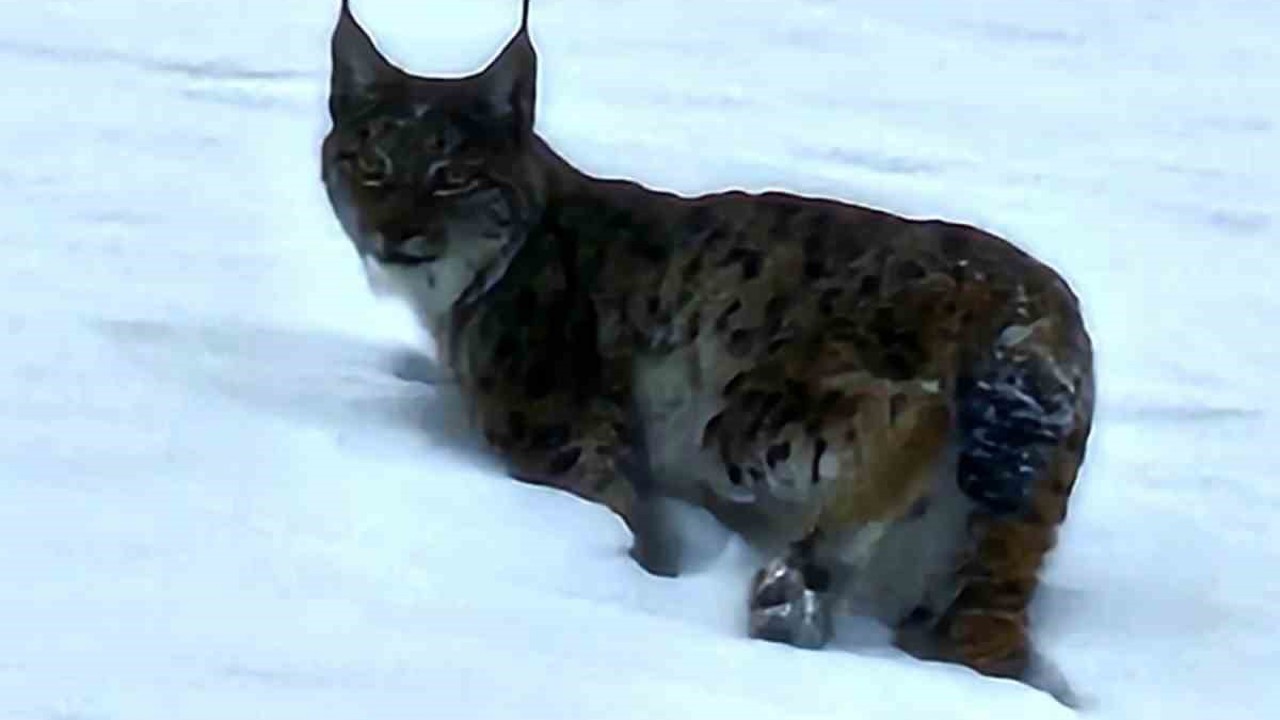 Hizan’da vaşak görüntülendi
