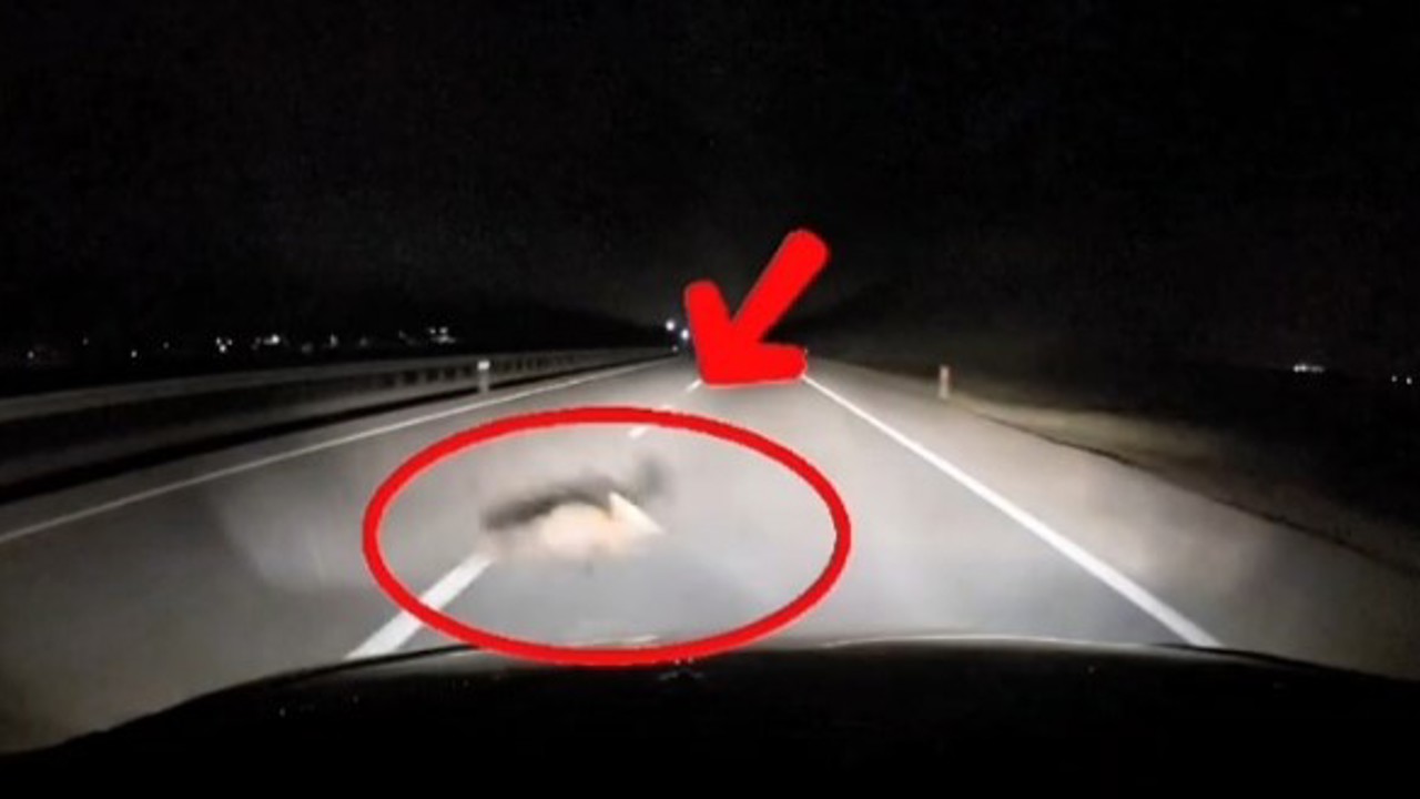 Yola atlayan tilkiye araç çarptı
