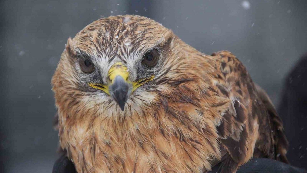 Bitkin halde bulunan Kızıl şahin koruma altına alındı
