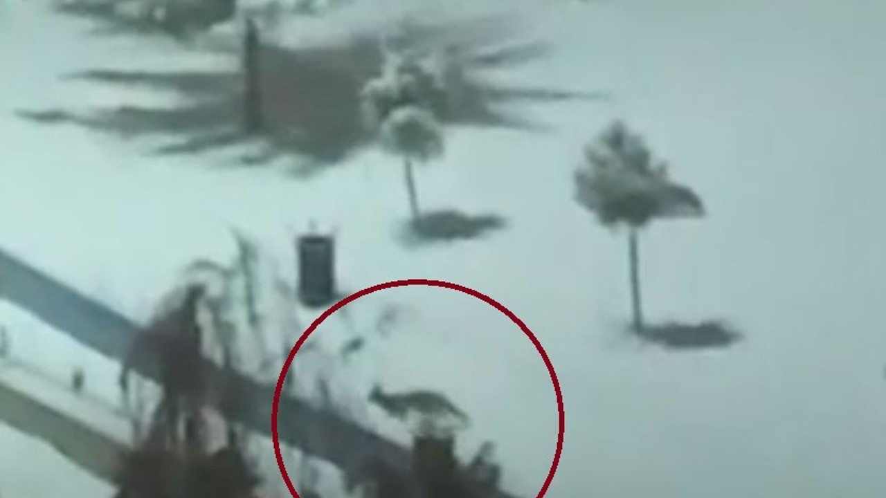 Kurtalan’da tilkiler şehir merkezine indi
