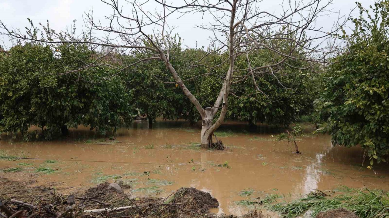 Kuşadası’nda bahçeler göle döndü, ağaçlar sular altında kaldı
