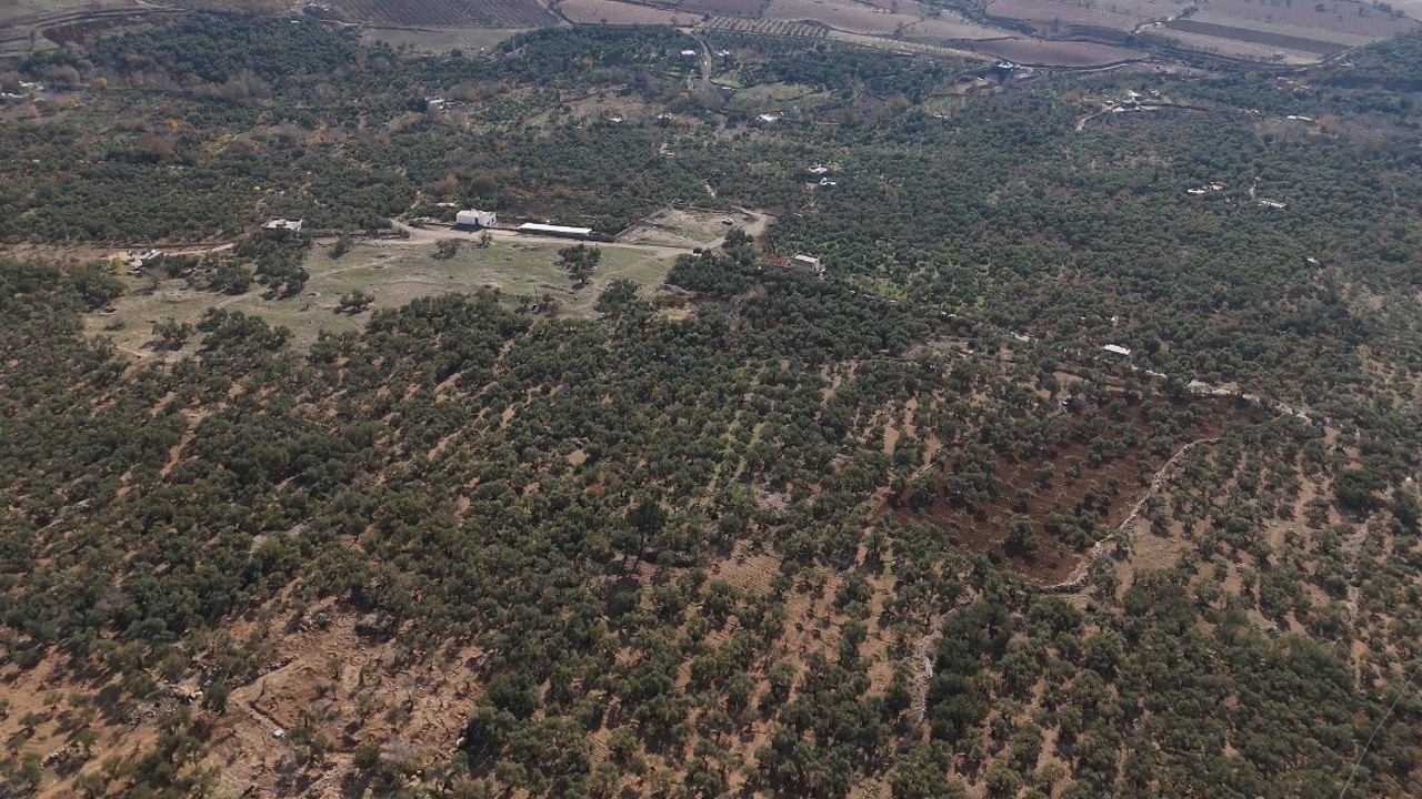 Mardin Büyükşehir Belediyesinden Derik zeytini için dal kanserine karşı mücadele
