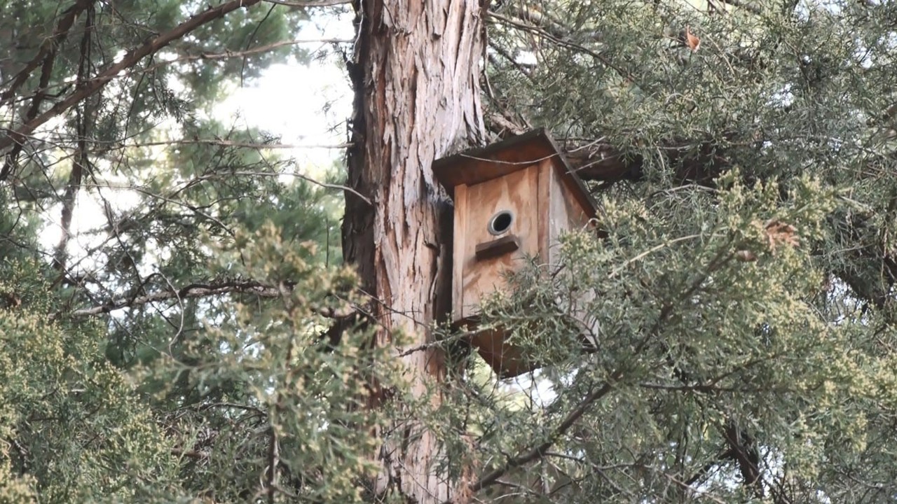 Ankara’nın parklarını mesken tutan yeşil papağanlar sert iklim şartlarında hayatta kalmayı başarıyor
