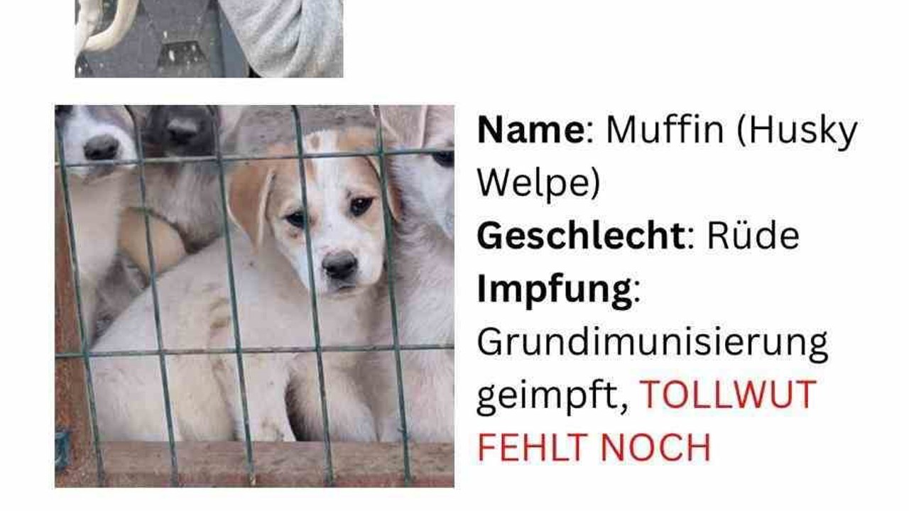 Hayvan severlerden, hayvan kaçakçılığı iddiası
