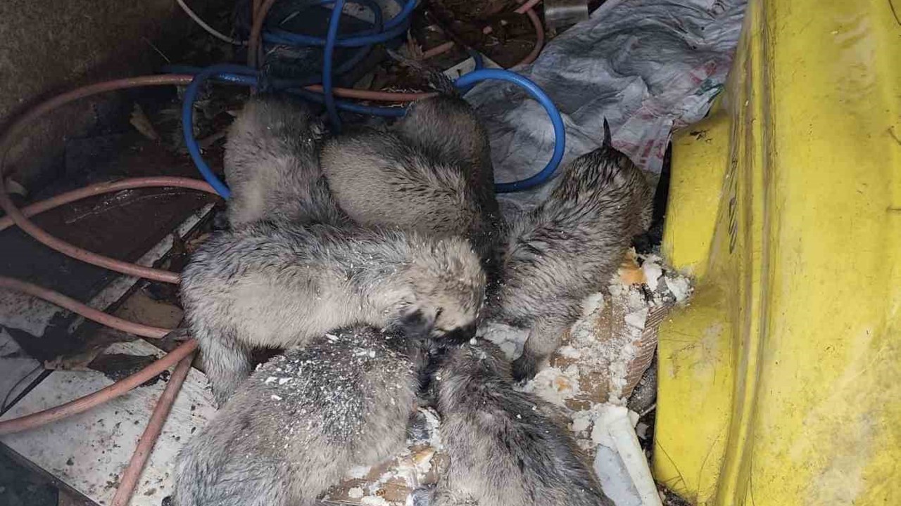 Mardin’de insanlık ölmemiş dedirten hareket: Donmak üzere olan yavruların imdadına yetişti
