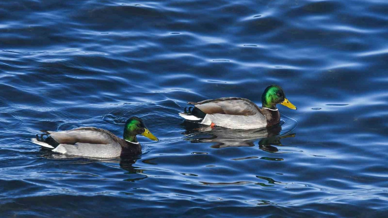 Tatvan sahilinde yeşilbaş ördekler fotoğraflandı
