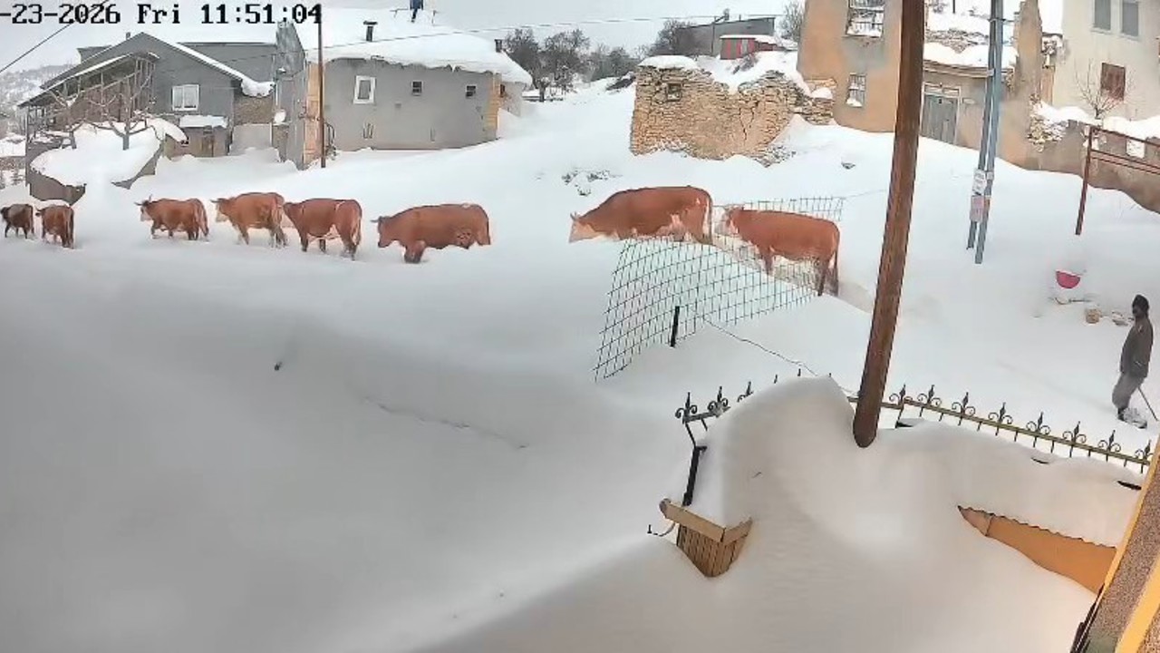 Malatya’da büyükbaş hayvanların karla mücadelesi görüntülendi
