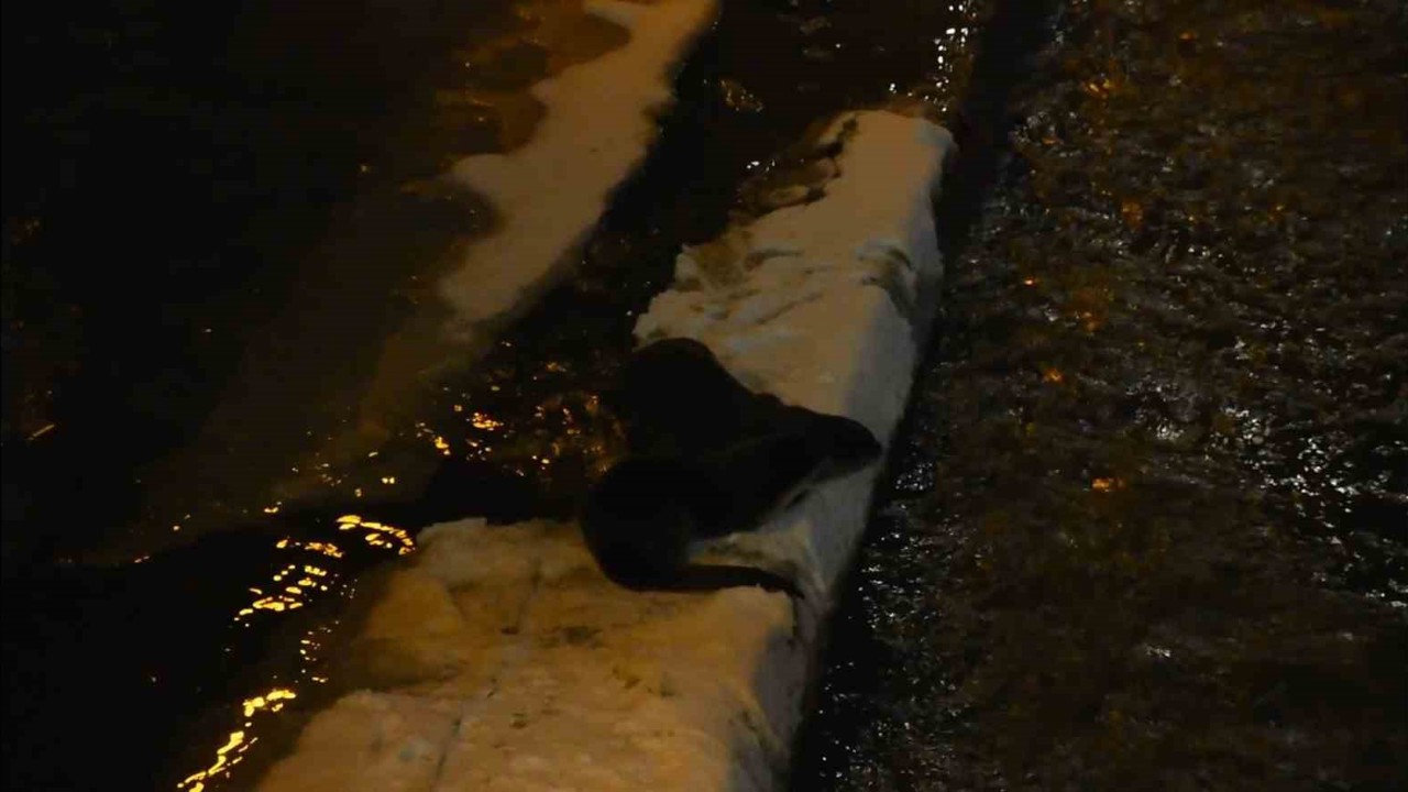 Harşit Çayı’nda nesli tehlike altındaki su samurları görüntülendi
