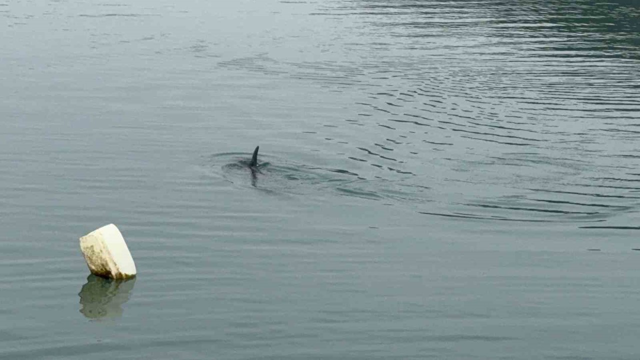 Sahil güvenlikten nefes kesen yunus kurtarma operasyonu
