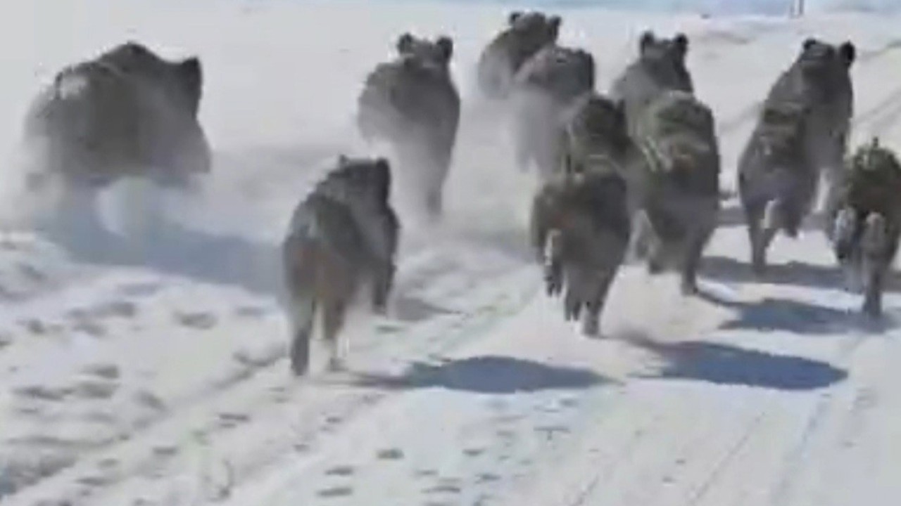 Başkale’de domuz sürüsü görüntülendi

