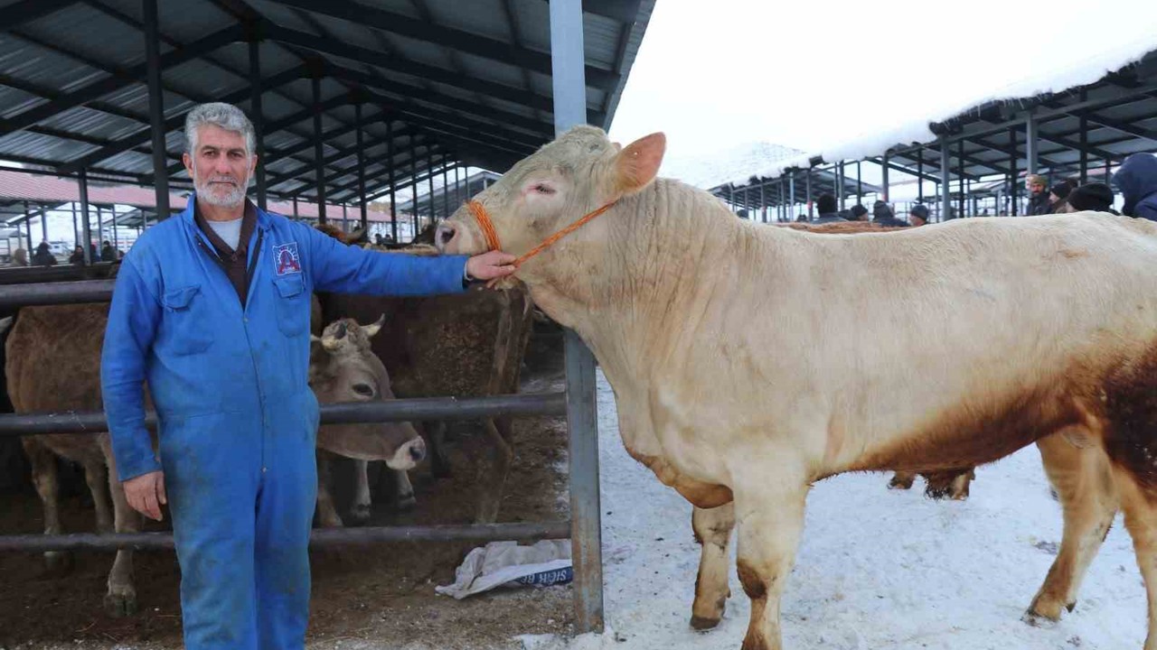 Eksi 15’de hayvan pazarı kuruldu
