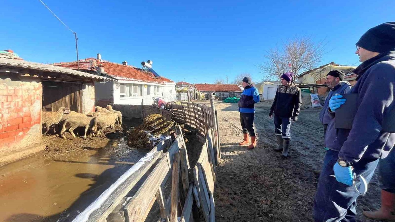 Aşı sırasında yeni doğan kuzu sevindirdi
