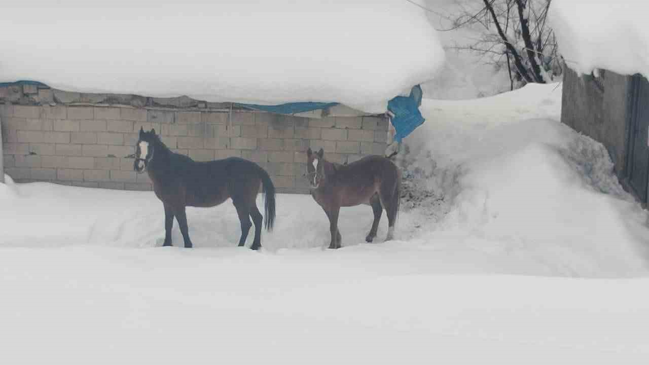 Türkiye-İran sınırında terk edilen 2 at kurtarıldı
