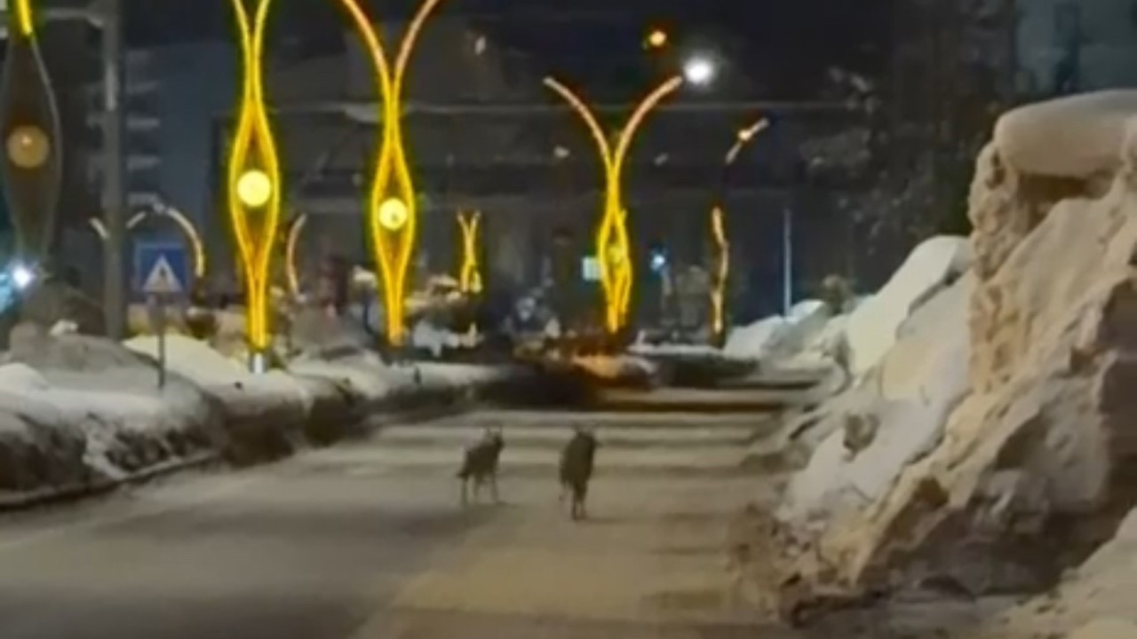 Yüksekova’da kurtlar şehir merkezine indi
