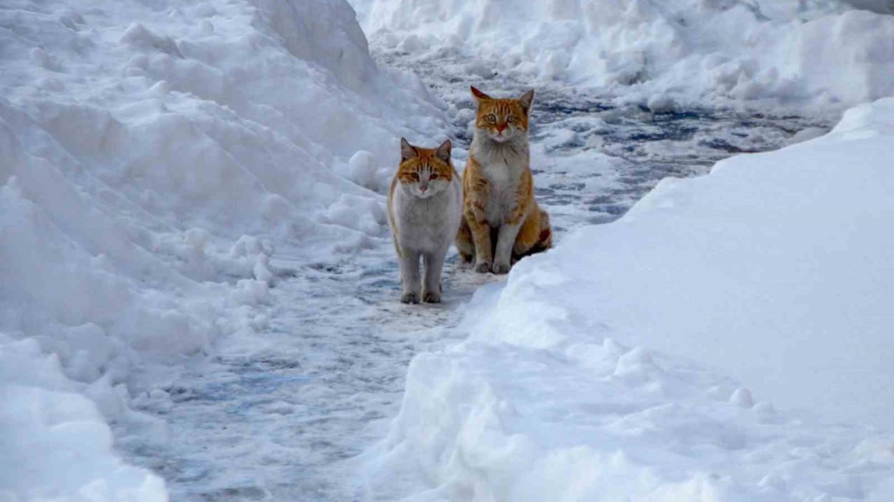 Buzlanma ve dona dikkat
