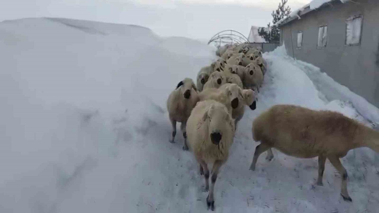 Sivas’ta kar kalınlığı yer yer 2 metreyi aştı, en çok hayvancılık yapanlar zorlandı
