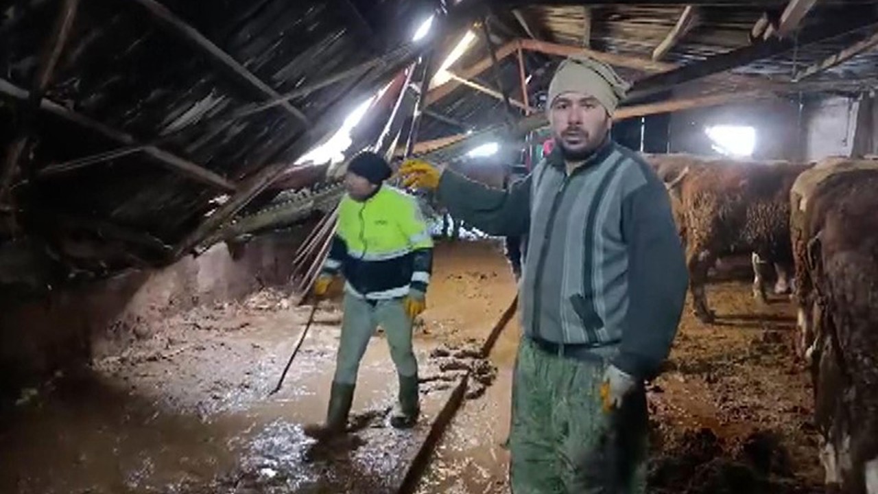 Ahırın çatısı yağan karın ağırlığını taşıyamadı, hayvanlar komşuların yardımıyla kurtarıldı
