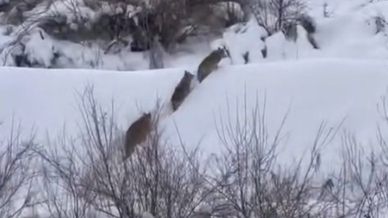 Elazığ’da kurt sürüsü görüldü
