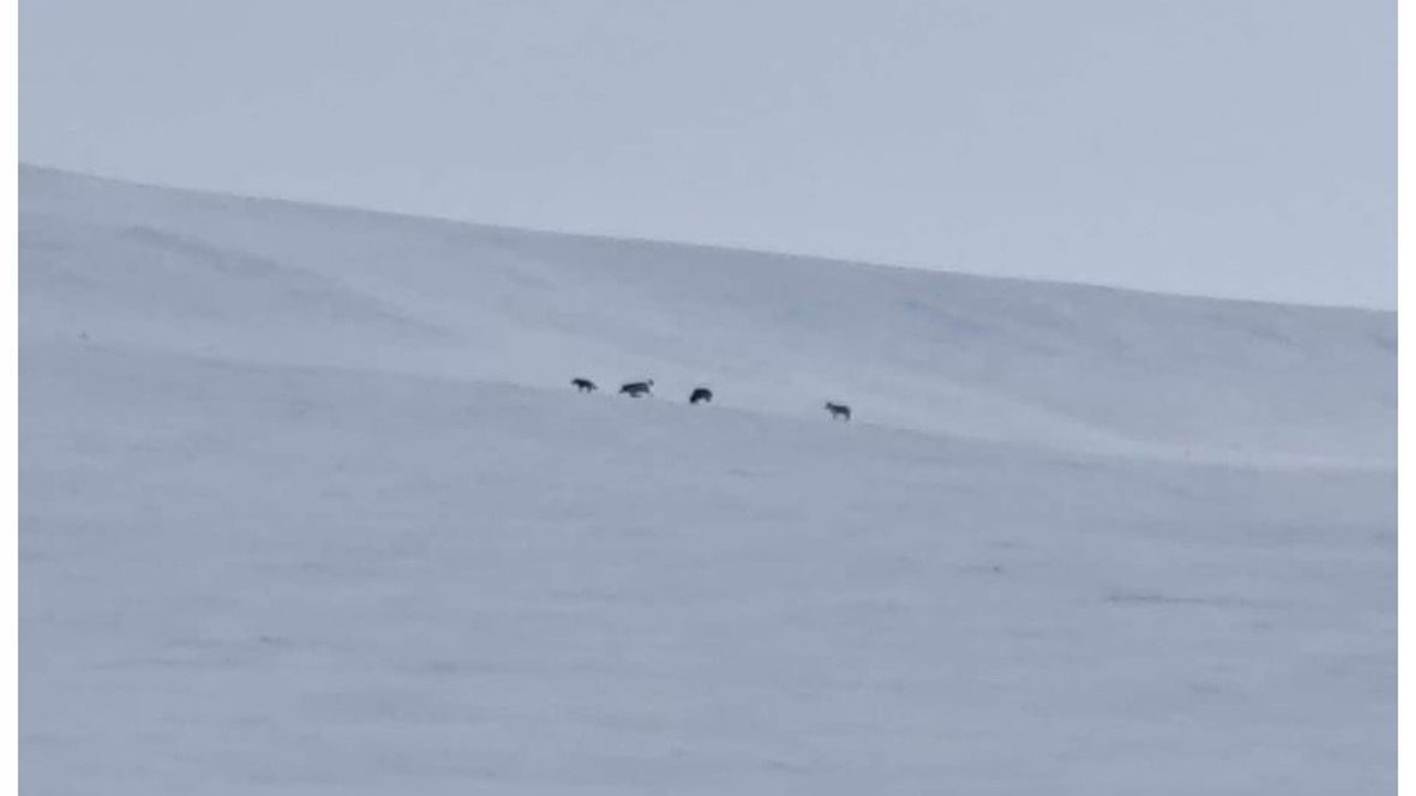 Diyadin’de kurt sürüsü görüldü
