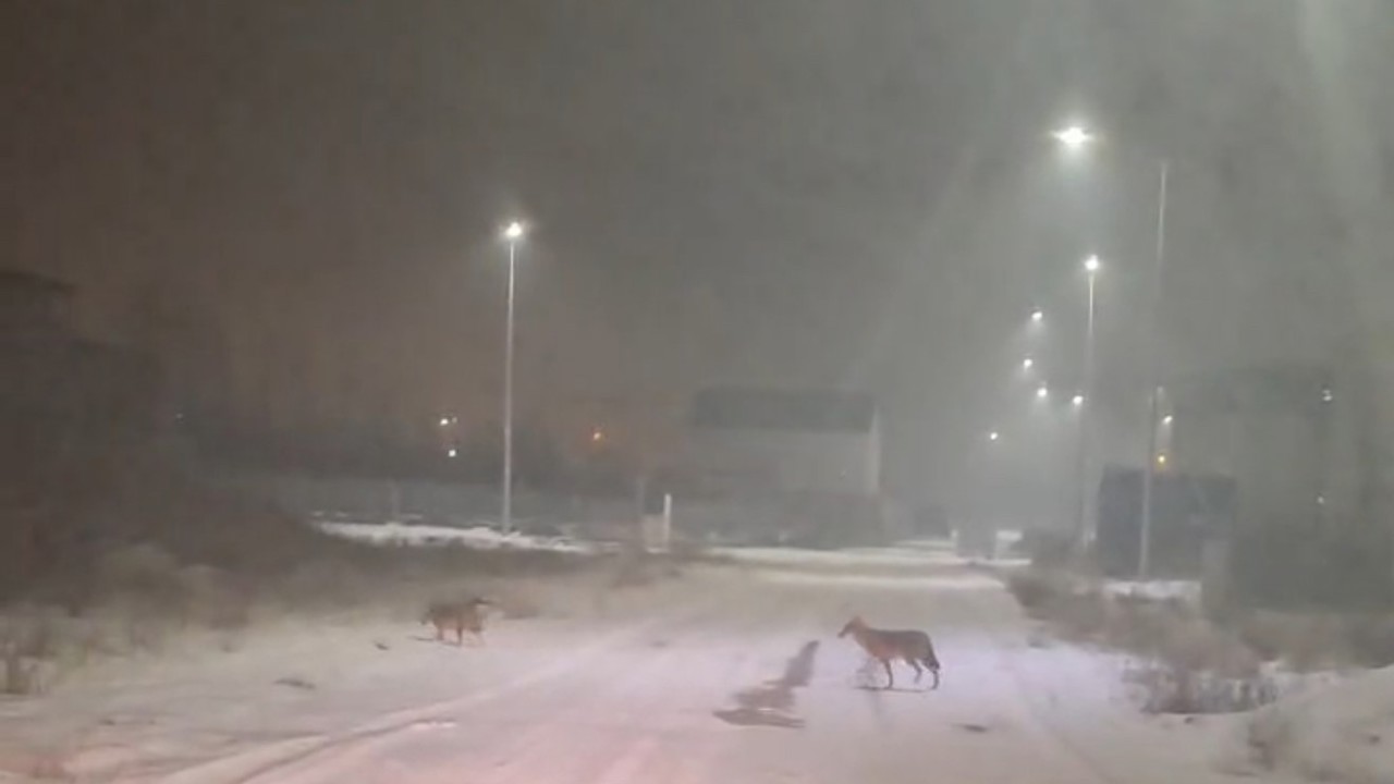 Iğdır’da kurtlar yerleşim yerlerine indi
