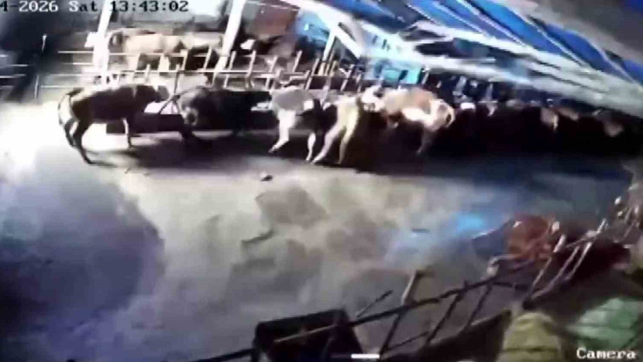 Sivas’ta ahır çöktü, o anlar güvenlik kamerasına yansıdı
