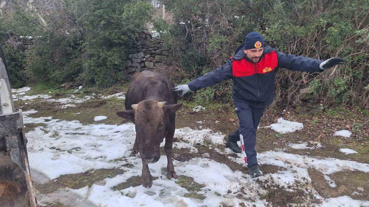 Tokat’ta su kuyusuna düşen inek kurtarıldı
