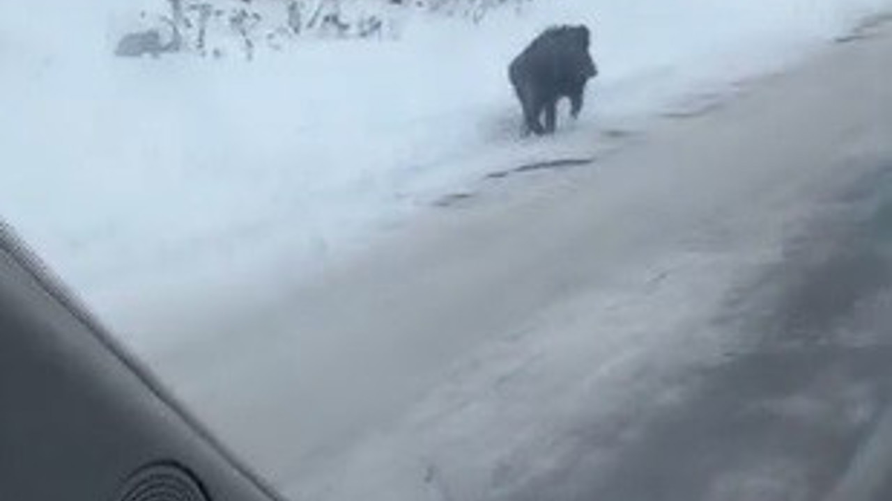 Kars’ta yol kenarında ilerleyen domuz cep telefonuyla kaydedildi
