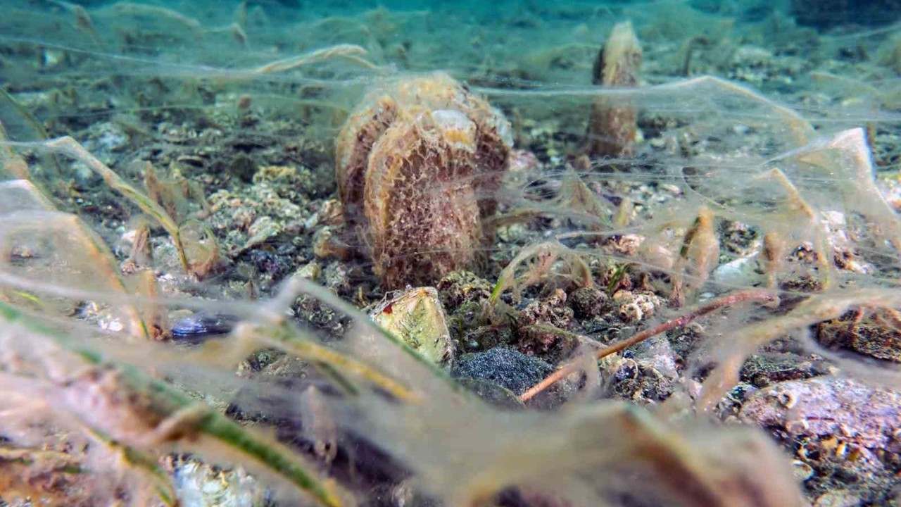 Pinalar son sığınağı Marmara’da çoğalıyor; umut oluyor
