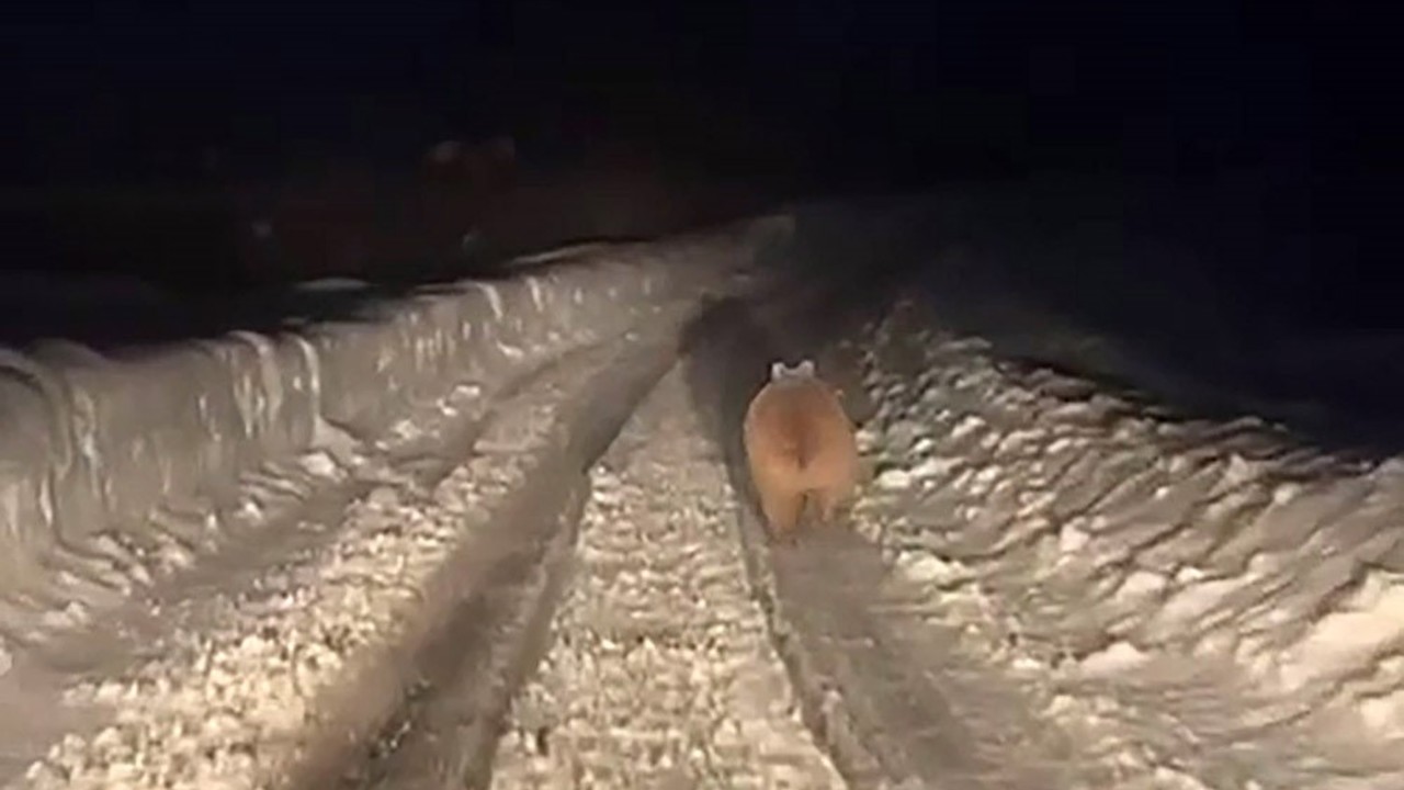 Kış uykusuna yatmayan ayı böyle görüntülendi
