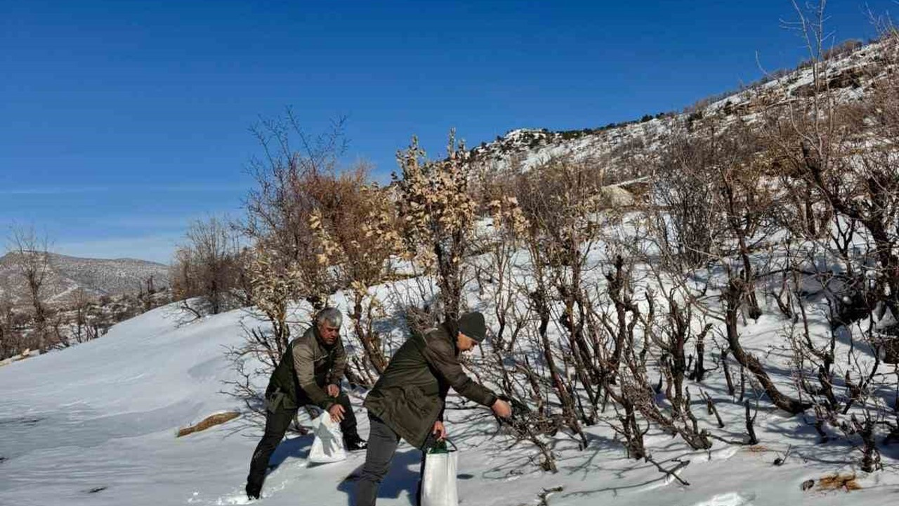 Gercüş’te orman ekibi doğadaki canlıları yalnız bırakmadı
