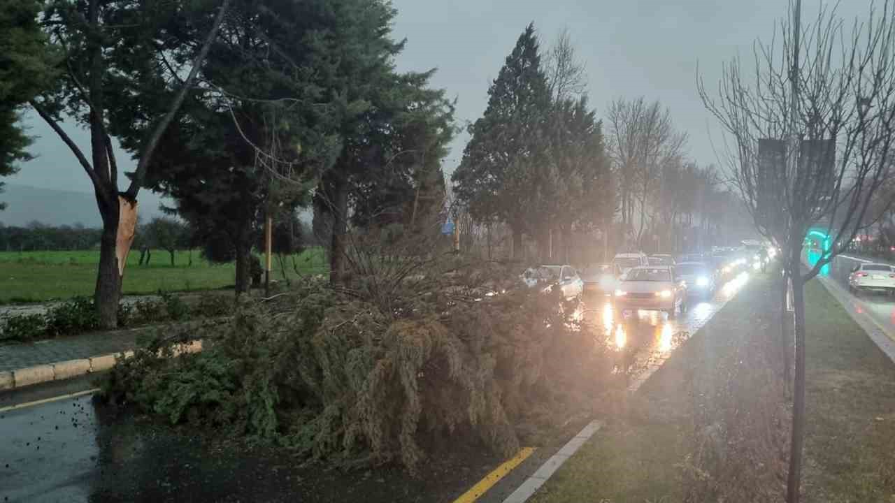Menteşe’de şiddetli fırtınada ağaç devrildi, trafik durdu
