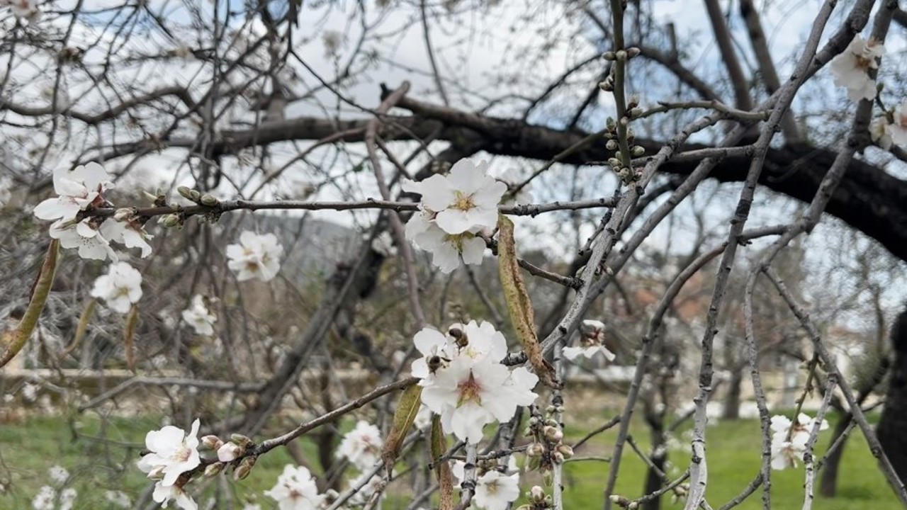 Datça’da badem ağaçları kış ortasında çiçek açtı
