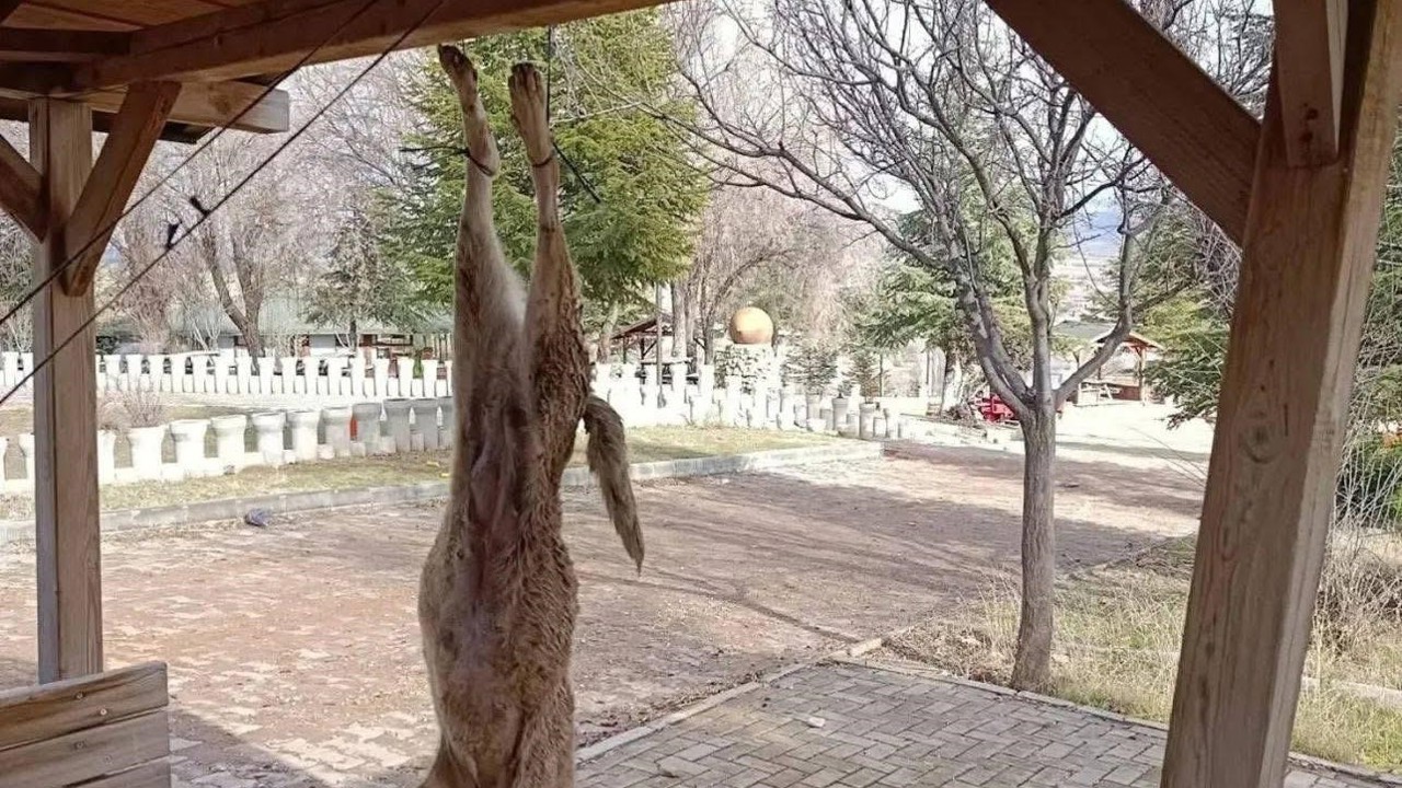 Afyonkarahisar’da öldürülen köpekle ilgili çok yönlü soruşturma
