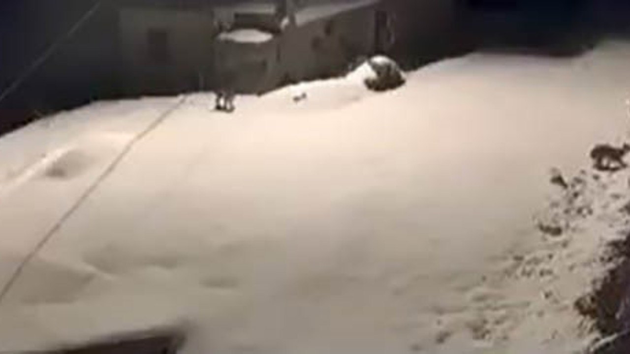 Elazığ’da nesli tükenmekte olan vaşak ailesi görüldü
