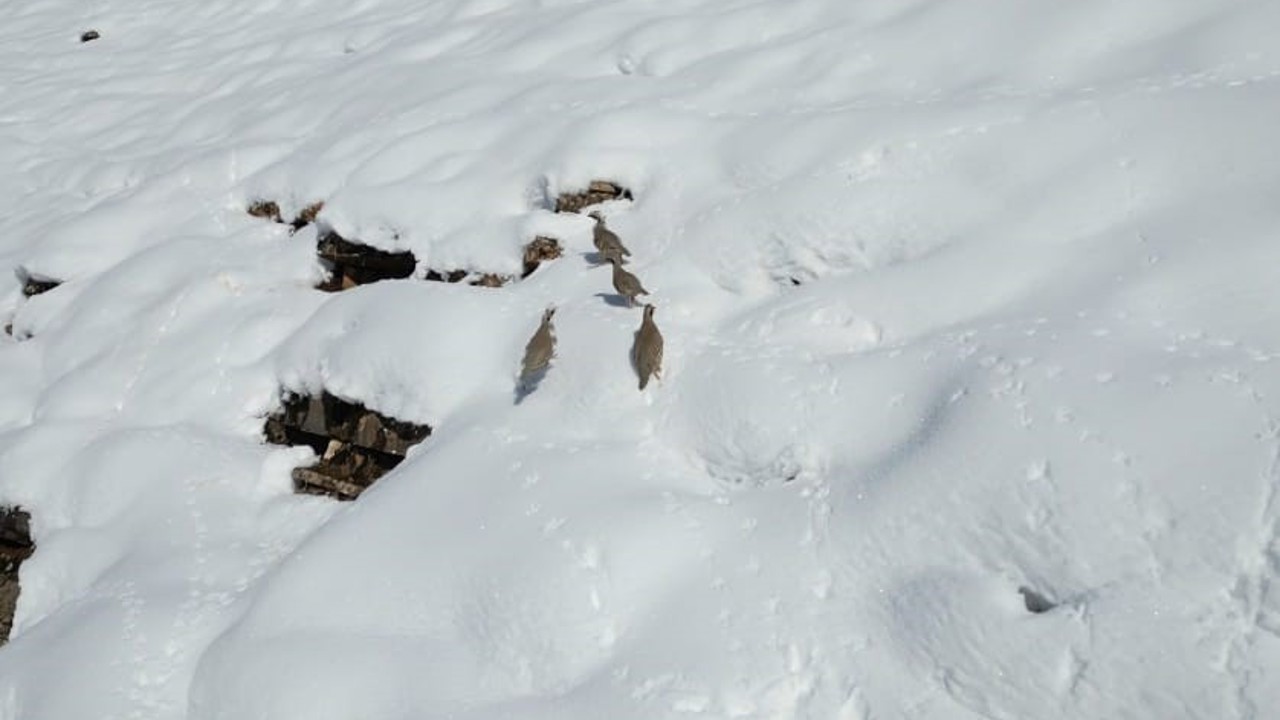 Şırnak’ta keklikler sürü halinde yiyecek aradı
