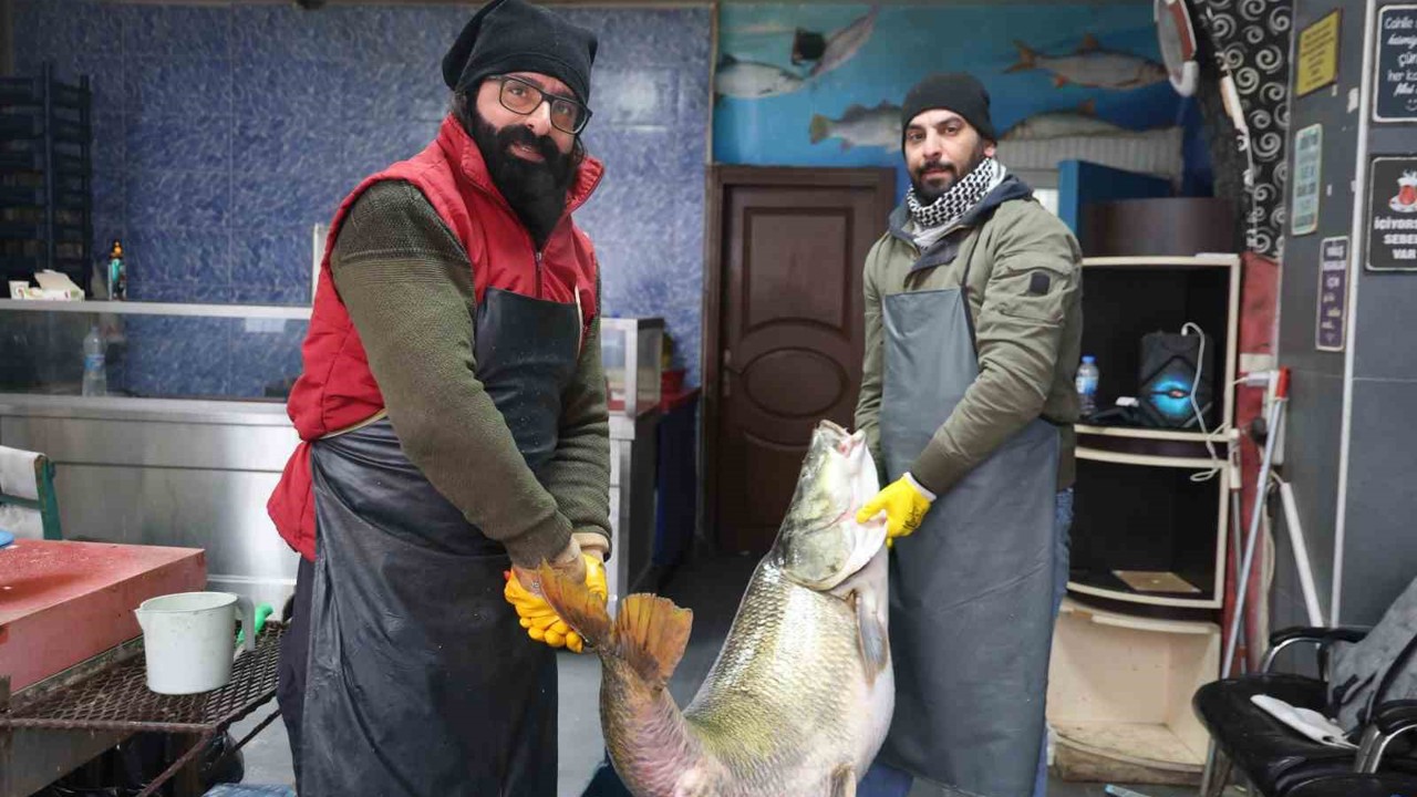 Elazığ’da yakalanan 78 kilogram ağırlığındaki turna balığını iki kişi zor taşıdı
